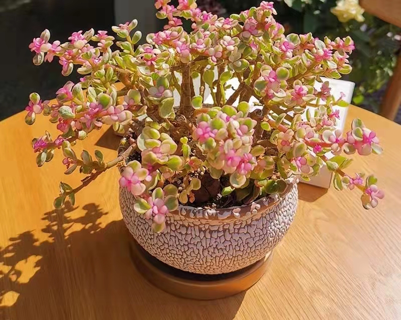 南方最好养的多肉法师品种,适合南方养的多肉有哪些