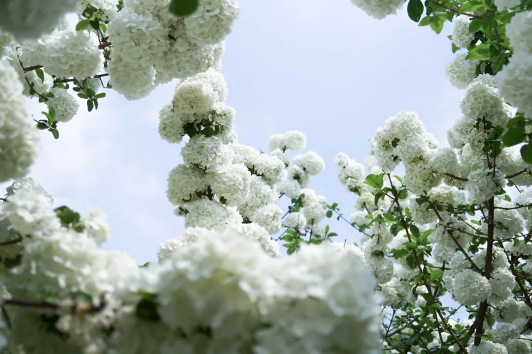 提前盛开！成都市区这个被偏爱的宝藏地又上新，即将刷爆全网