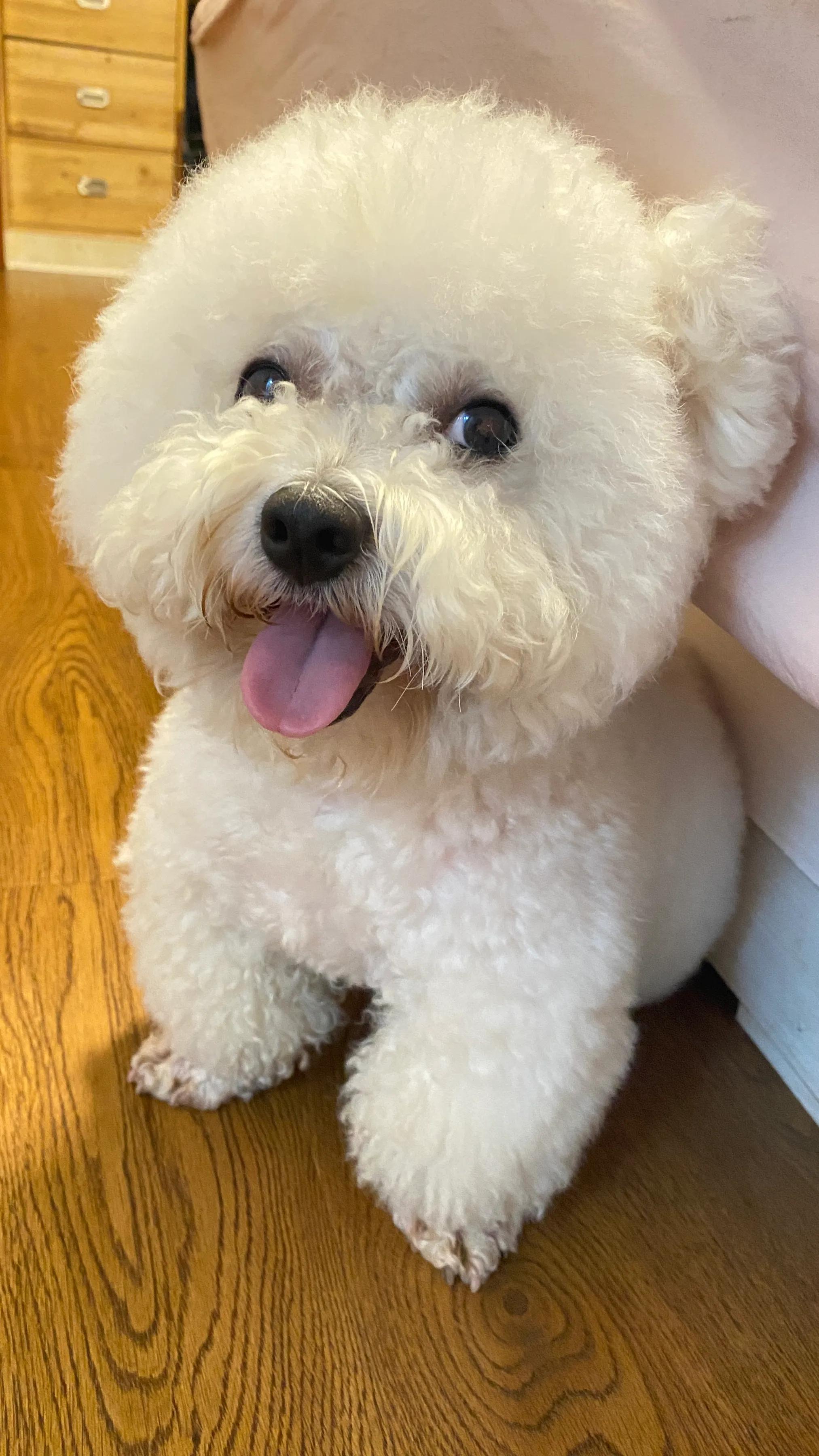 狗狗这些表现证明被你养熟了,幸运的狗狗遇到好主人