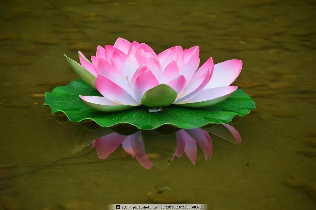 鱼荷花图片唯美高清大图,手机壁纸荷花高清唯美图片