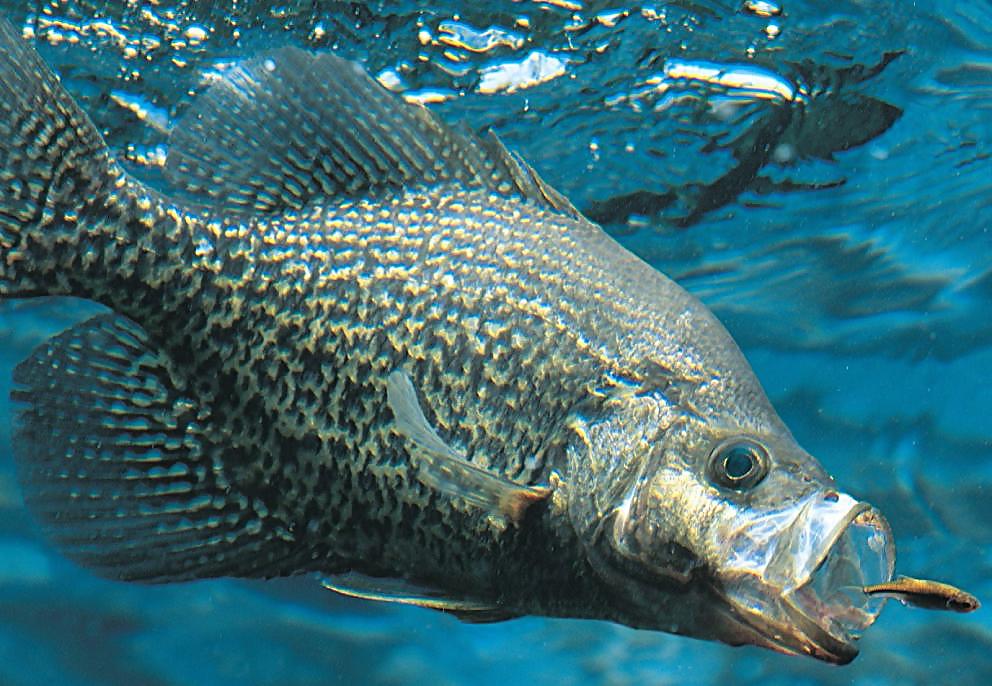 大连渔业发展,大连有多少种鱼类