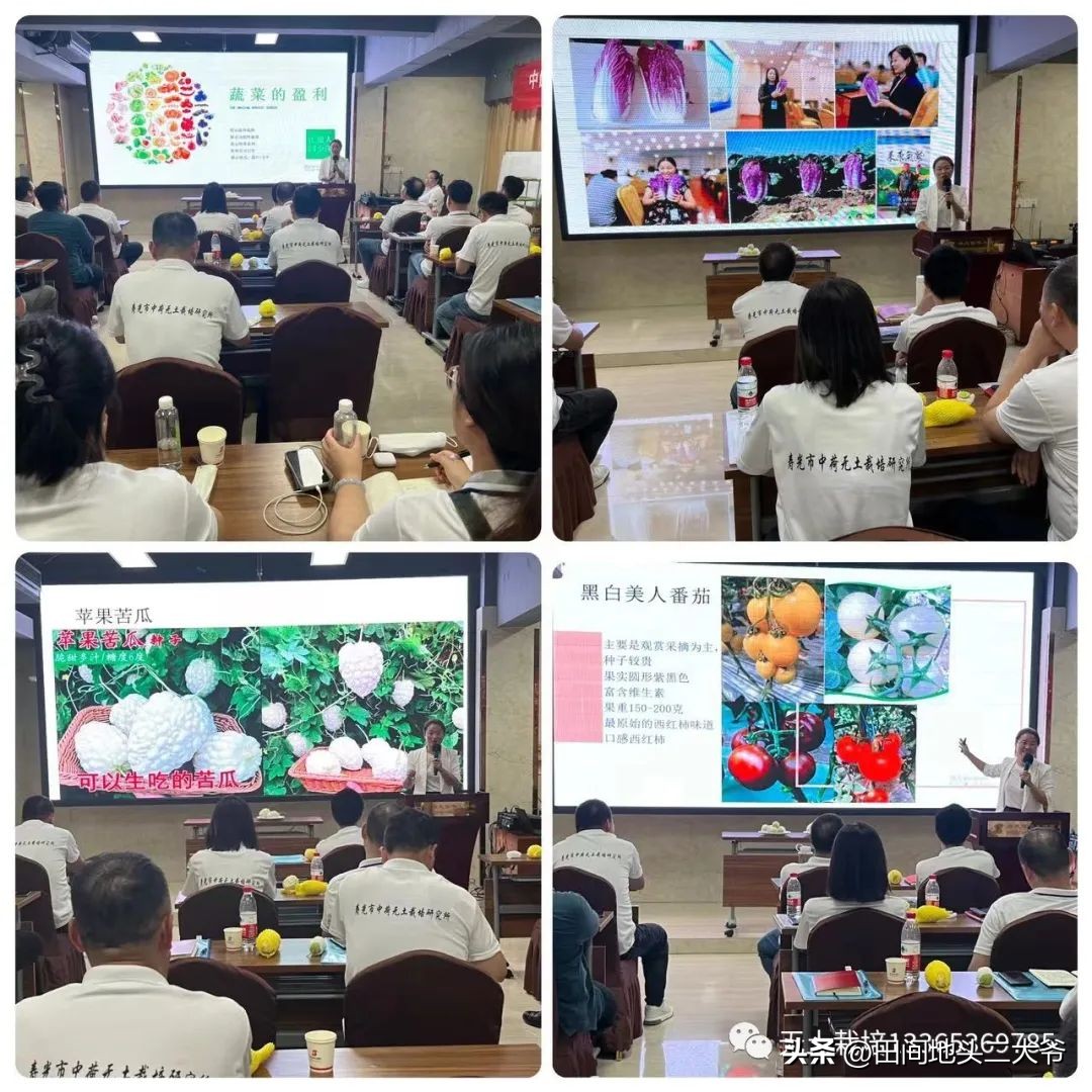 寿光中荷无土栽培基地,山东寿光中荷无土栽培