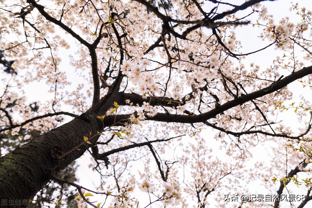 十七个赏樱花的好去处,适合看樱花的景点