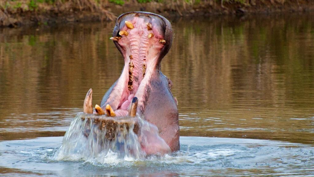 大白鲨咬合力真的只有400公斤吗,十大咬合力最强动物巨齿鲨