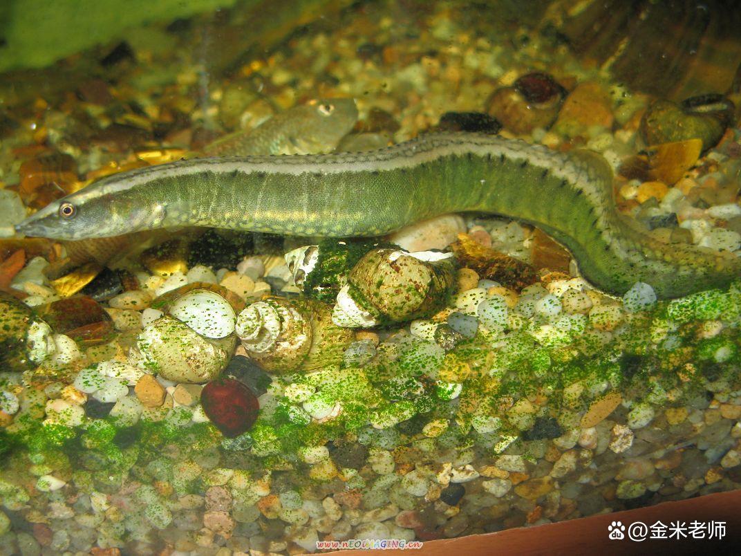 农村十大野生河鲜,农村河鲜有哪些