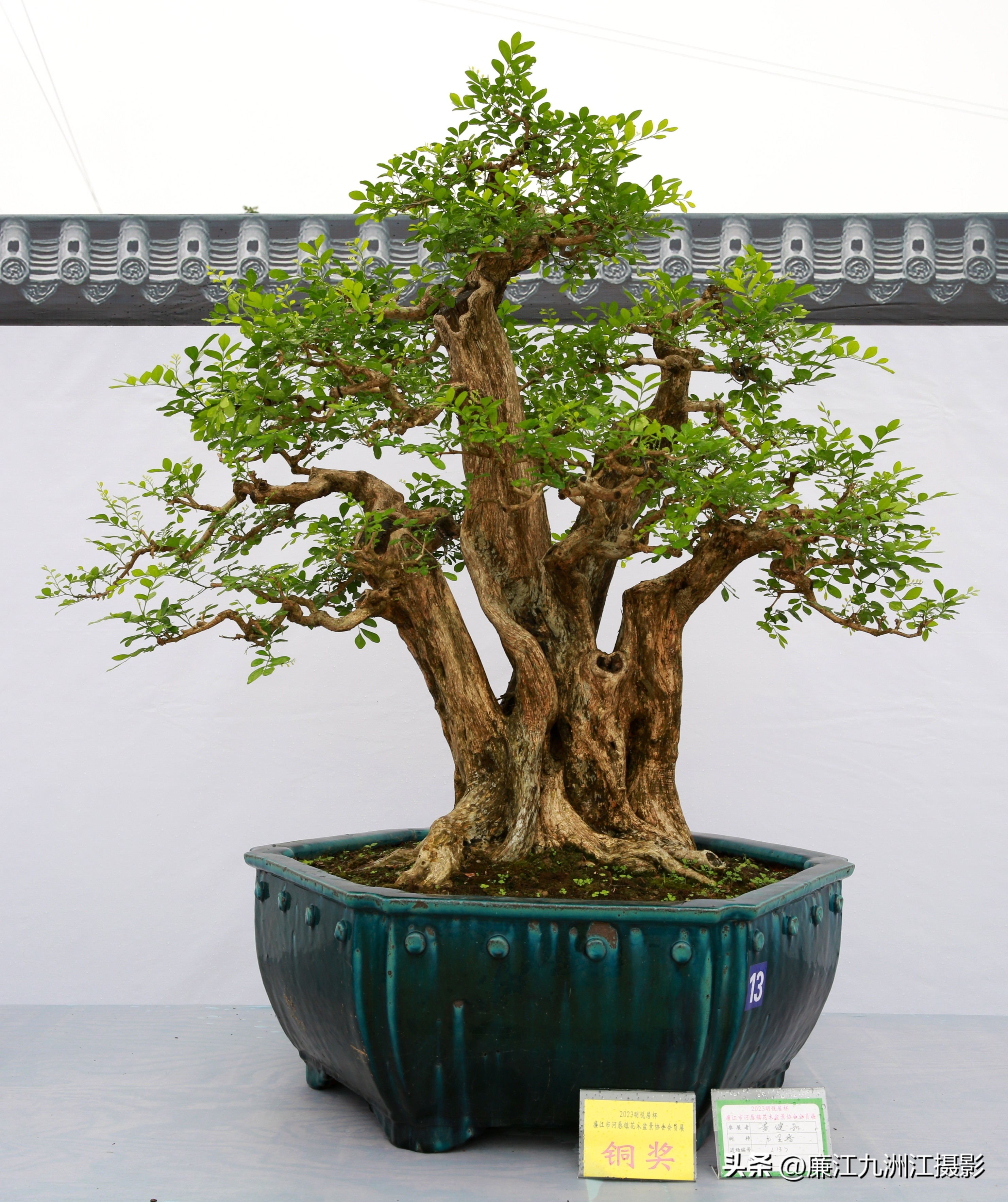 最高端的盆景展,一场惊艳的盆景展