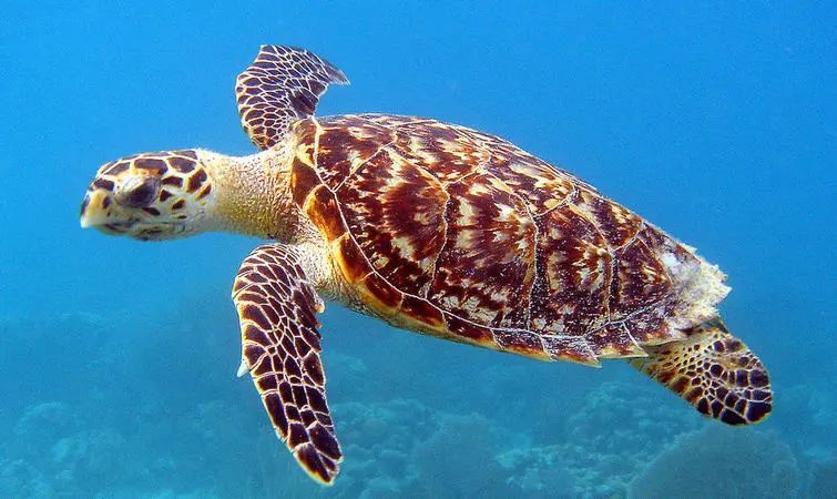 海龟适应陆地环境最根本的原因,海龟的颜色和生活习性还有天敌