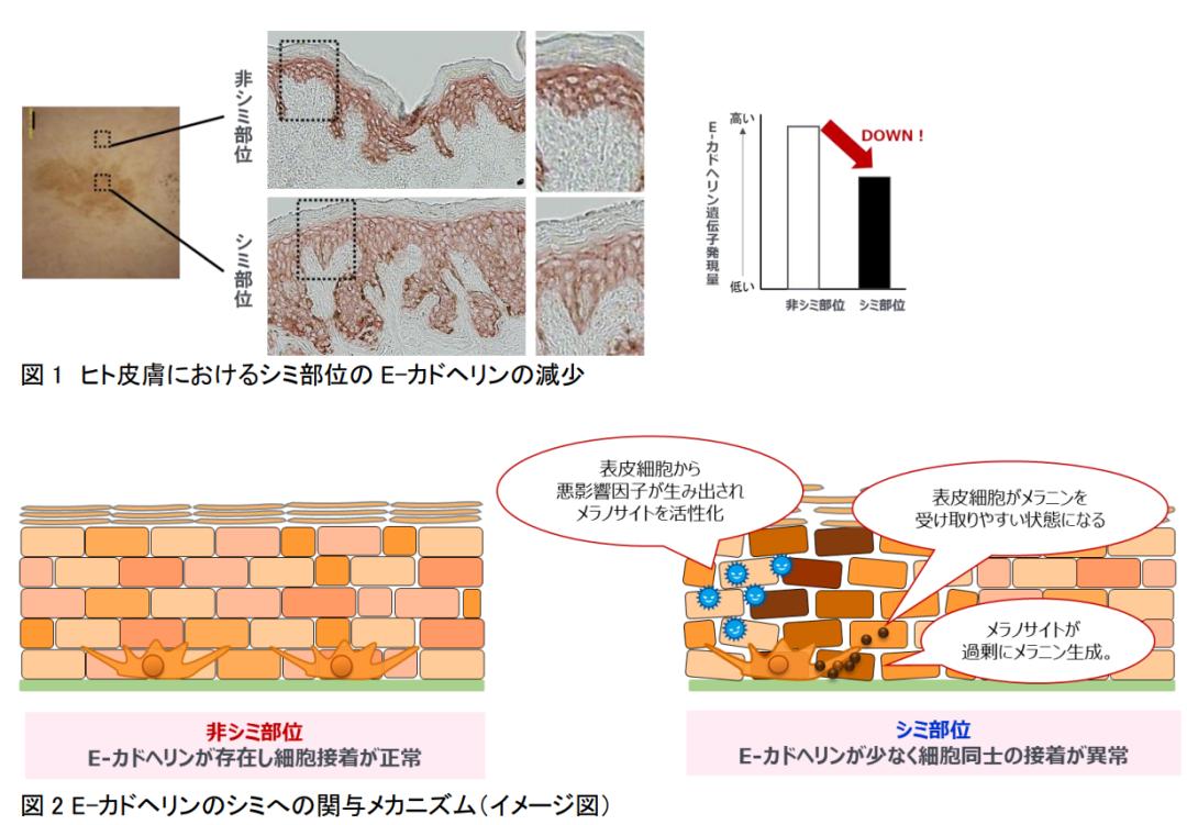 盘点4款大牌美白精华,美白精华合集8款