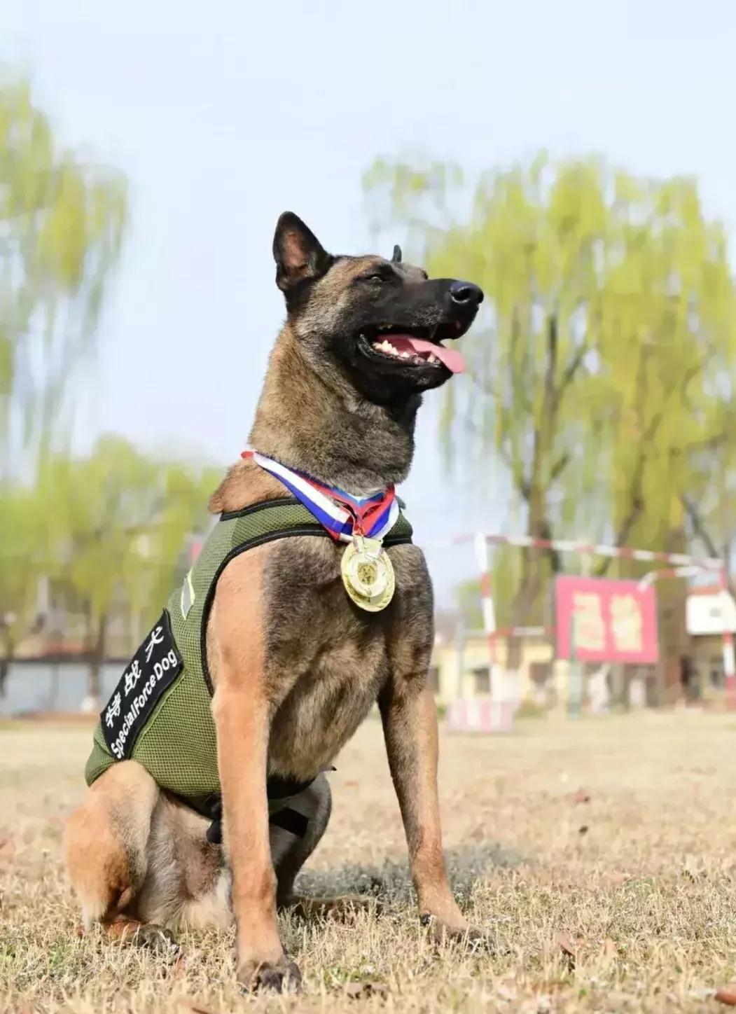 军犬是怎么选拔的,军犬怎样繁育