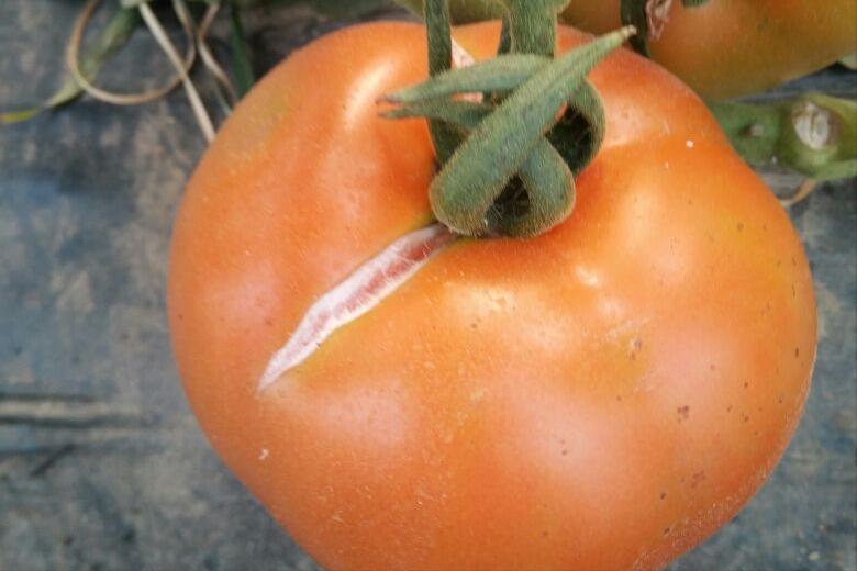 番茄裂果和卷叶是什么原因,番茄裂果是什么原因