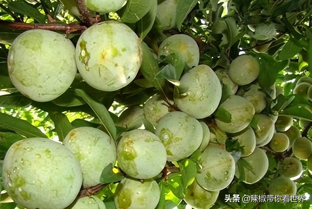 宁德大黄鱼之乡攻略,霞浦大黄鱼之乡图片