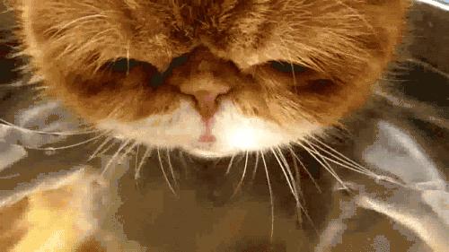 台式净饮机合格吗,台式净饮机深度评测什么值得买