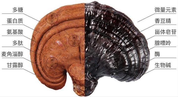 灵芝野生的好还是种植的好啊,野生灵芝品种哪些药用价值好