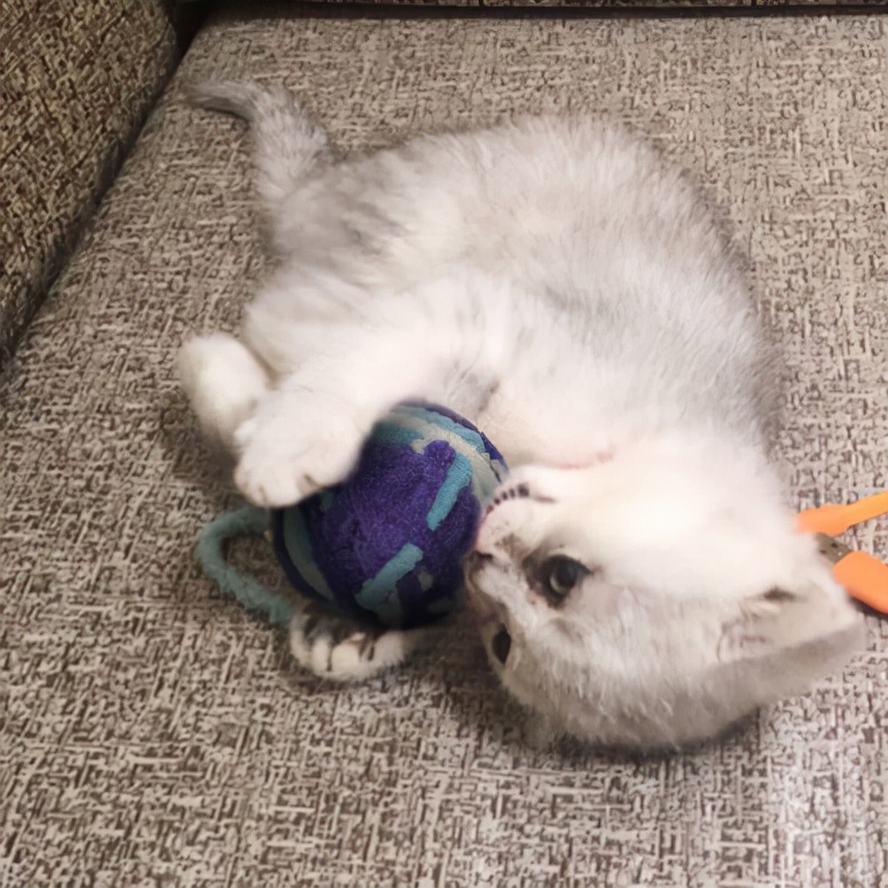 猫咪自己在家太孤单了怎么办啊 (猫咪有这些行为说明被照顾得很好)