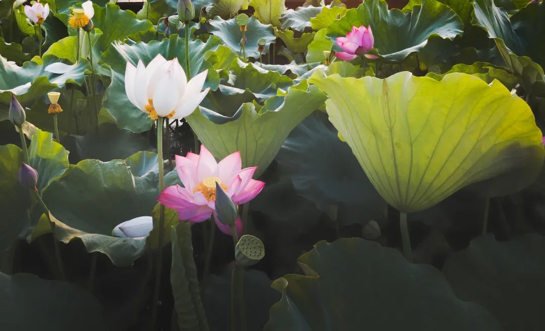 微山湖旅游攻略秋季,冬季微山湖旅游景区攻略