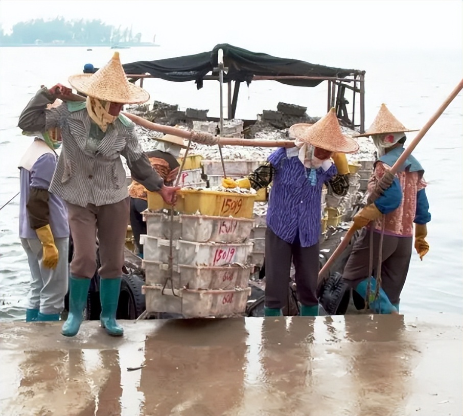 中国养殖河豚鱼,中国河豚鱼市场