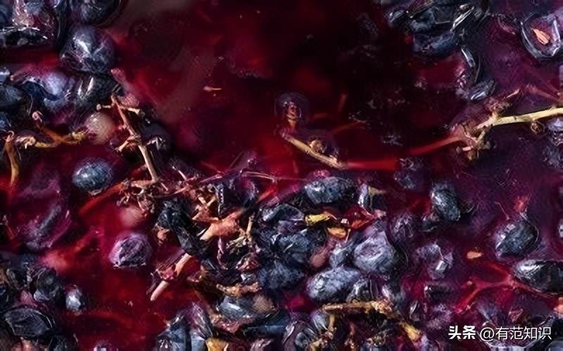 酿造葡萄酒的基本步骤,如何酿造香气扑鼻葡萄酒