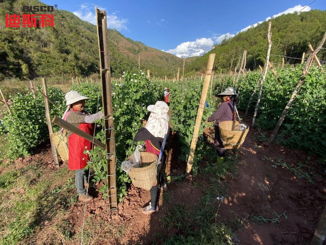 荷兰豆最好吃的品种图片,荷兰豆的种类有哪些