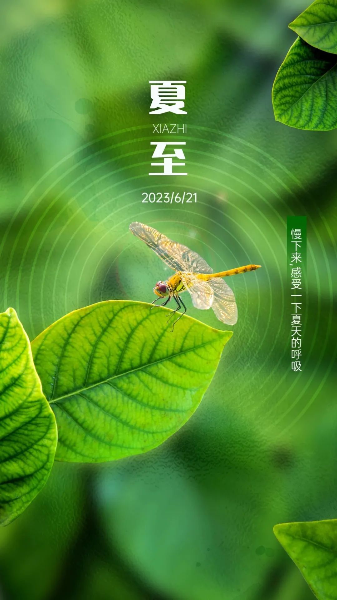 关于夏至的文案及夜晚的配图,夏至热门文案句子图片大全