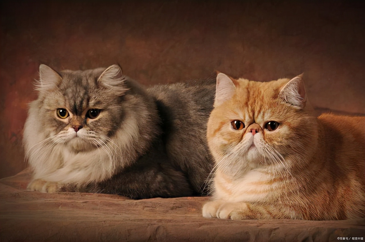 养猫挣钱么有什么风险,养猫到底赚不赚钱