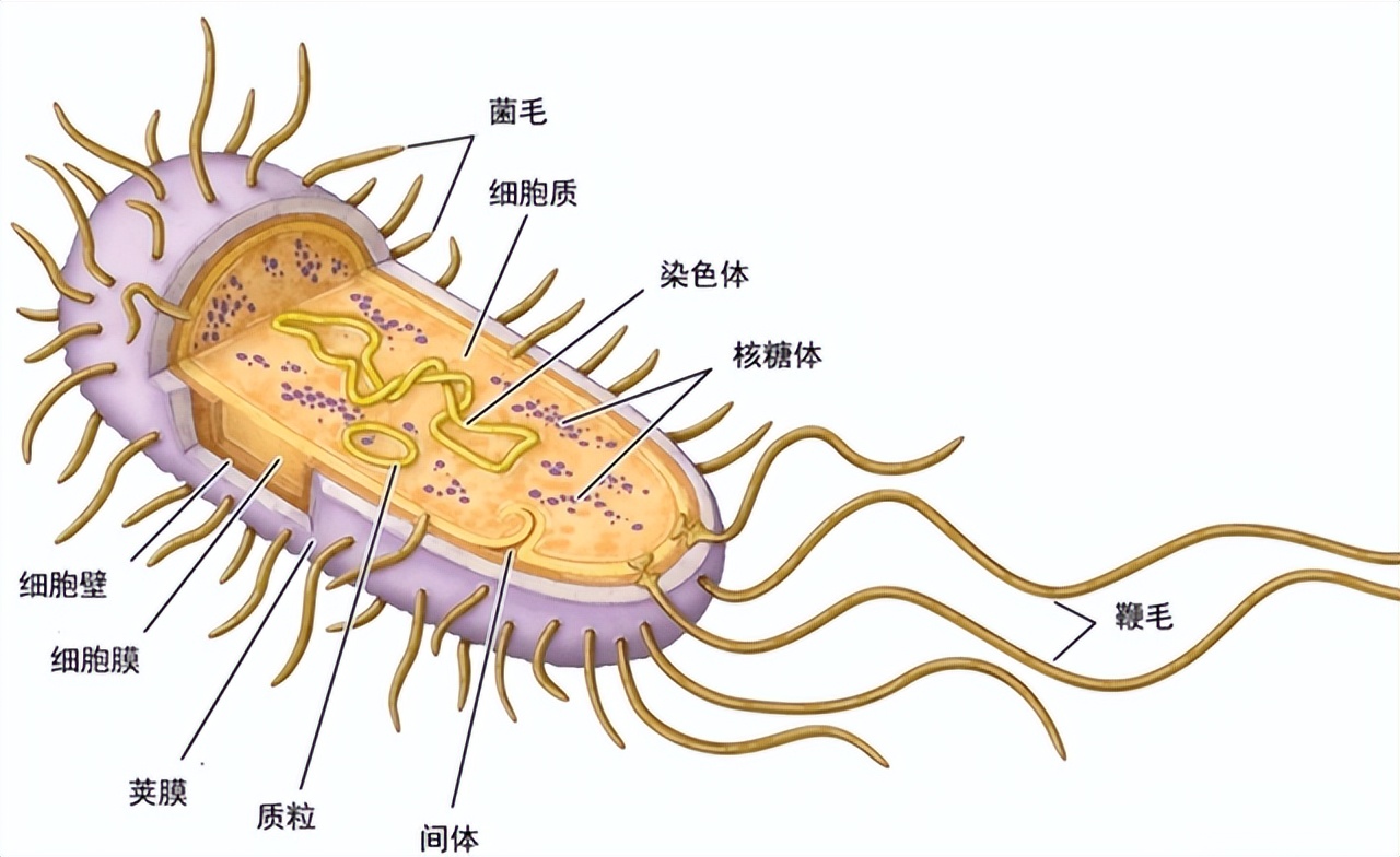 澳大利亚野兔怎么泛滥成灾,澳大利亚野兔泛滥
