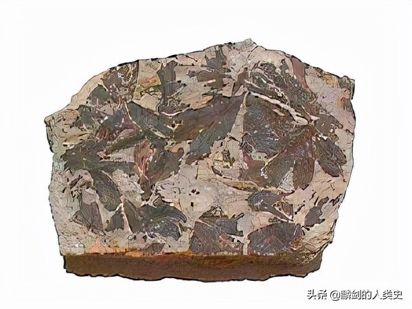 地球物种视频全集,地球动植物合集