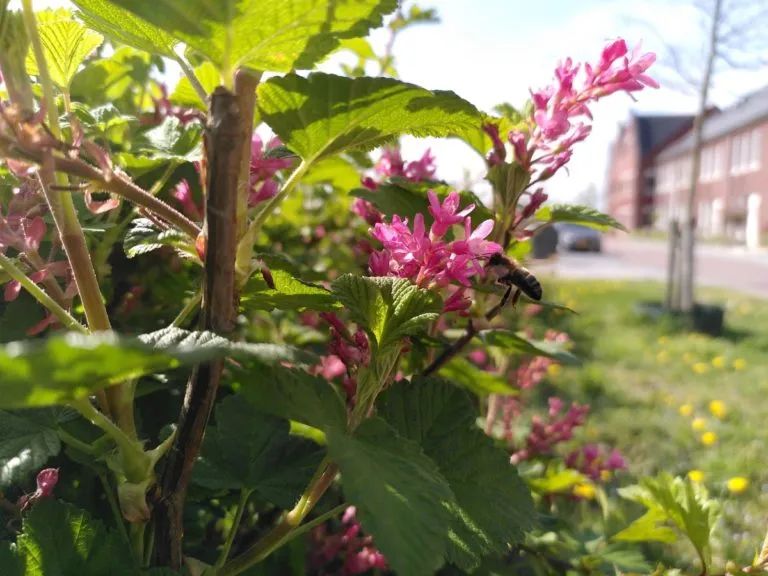 一个可以食用的绿色社区|RijnvlietEdibleNeighborhood