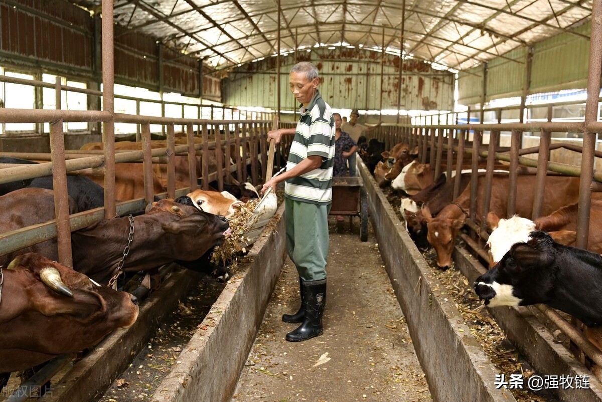 牛突然不站什么原因,牛十多天了不反刍怎么治疗