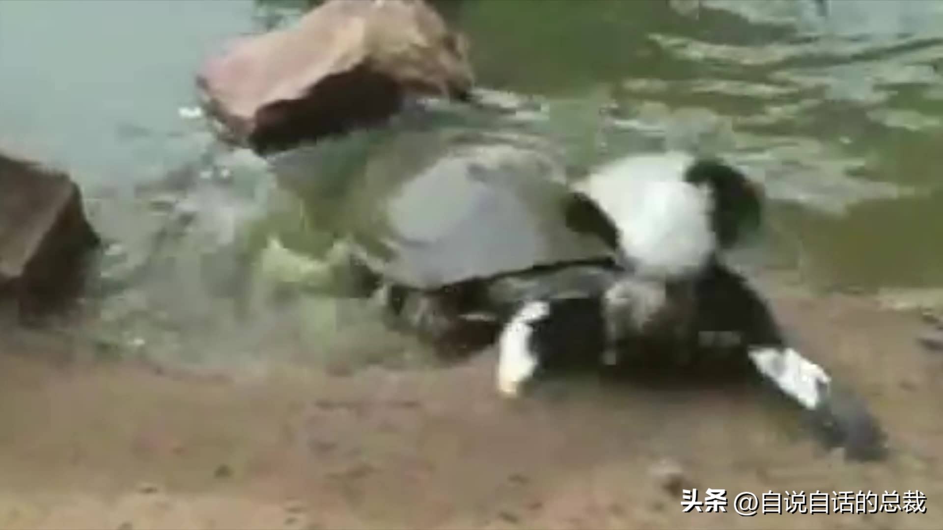 龟蛇大战,龟蛇大战故事