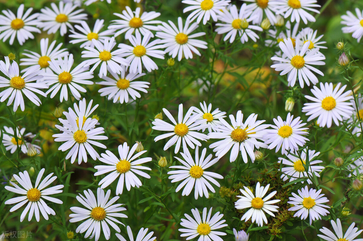 68种可食用的药用植物,开的花好看,能吃,还养生(二)