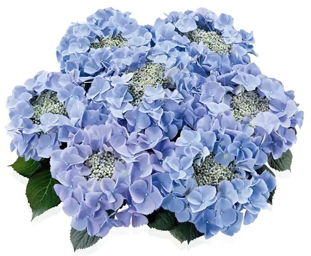 身边一抹蓝,最美蓝色绣球