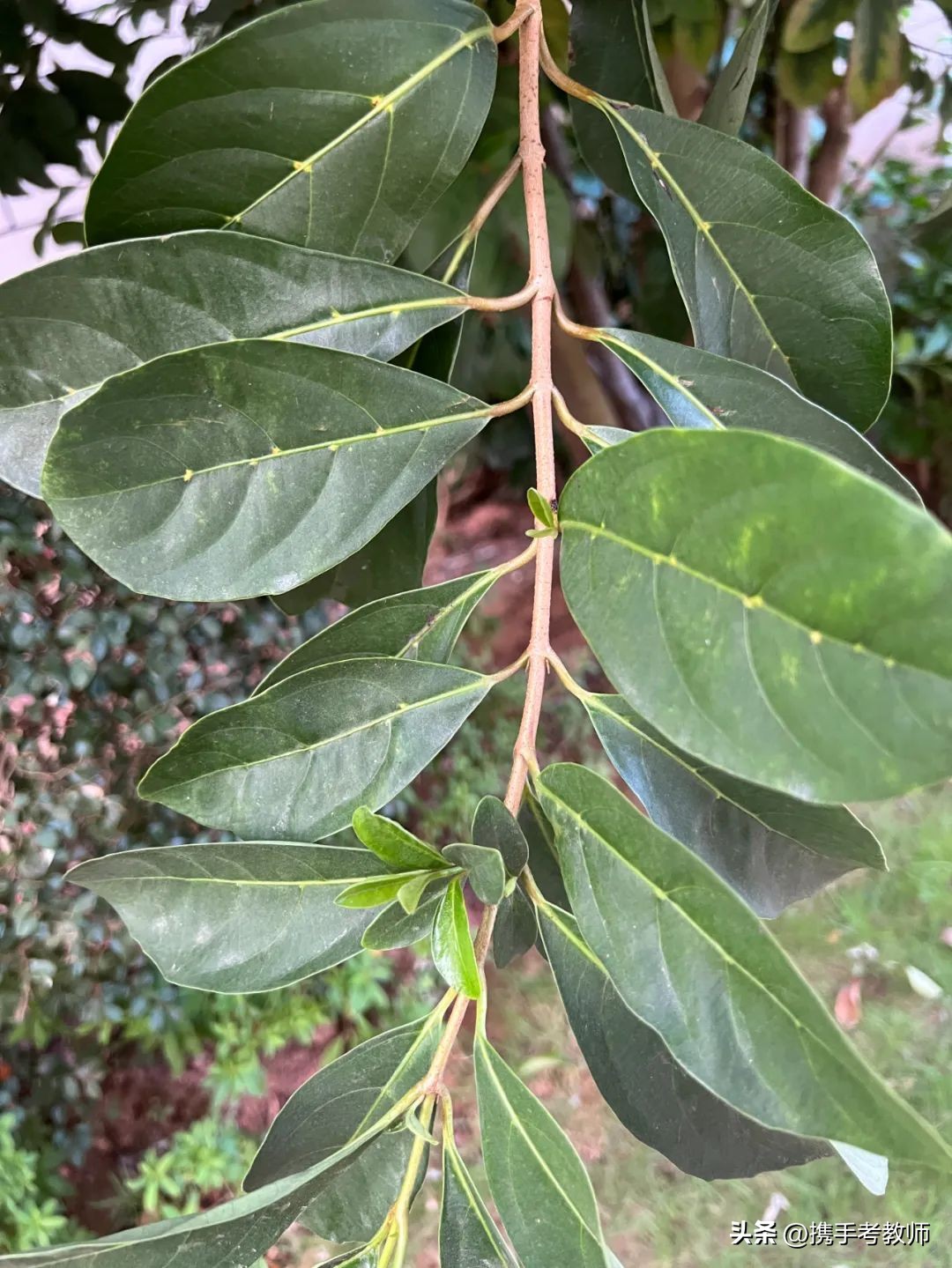 「生物专栏」珊瑚树