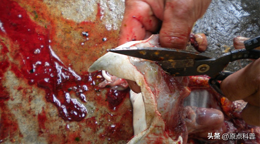 日本最奇葩的十种美食,日本美食奇葩美食