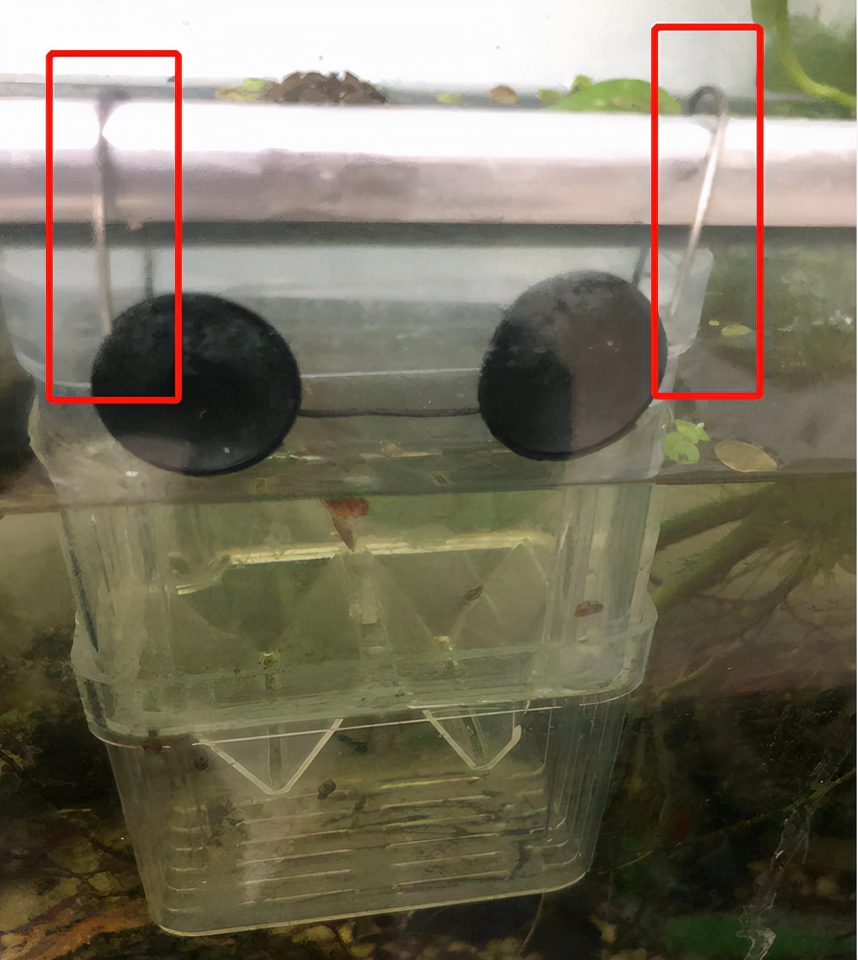 孔雀鱼怎样养会越养越多,为什么大孔雀鱼越养越少