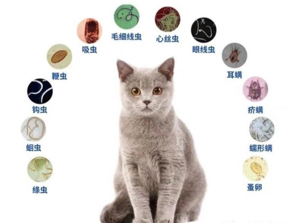 捡到一只流浪猫猫咪不开心怎么办,如果捡到一只流浪猫该怎么处理