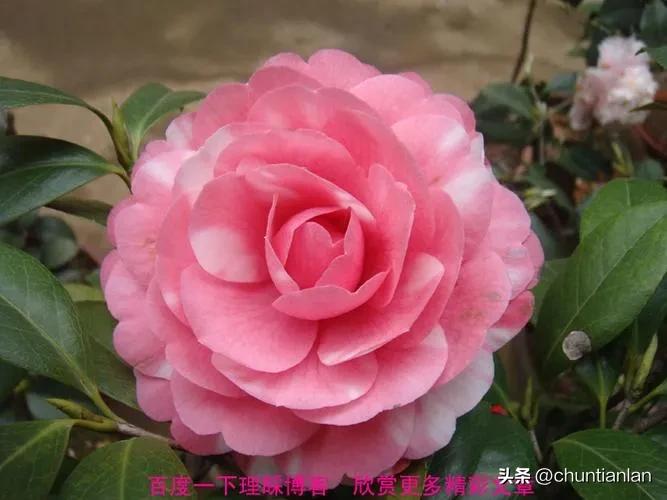 山茶花纯音乐,山茶花