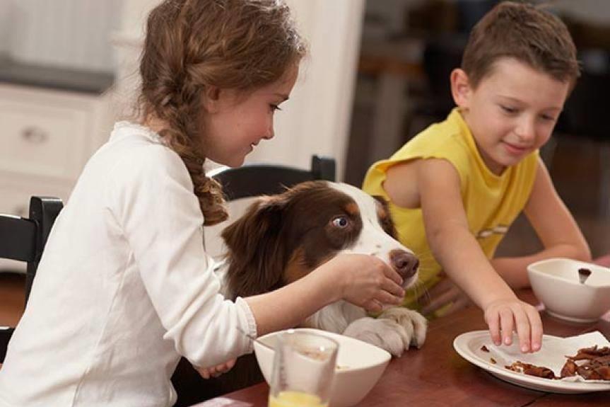 宠物腹泻诊断思路,宠物腹泻处方