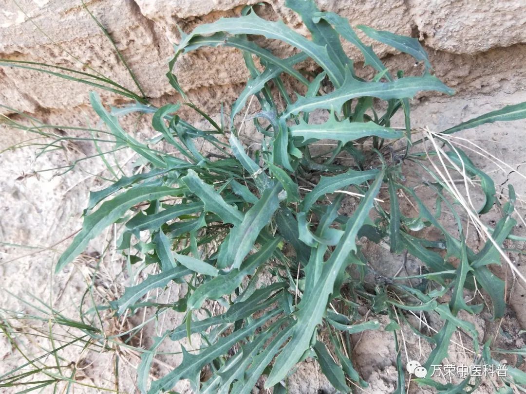 植物幼苗的发展过程详细,植物的幼苗在生长过程中