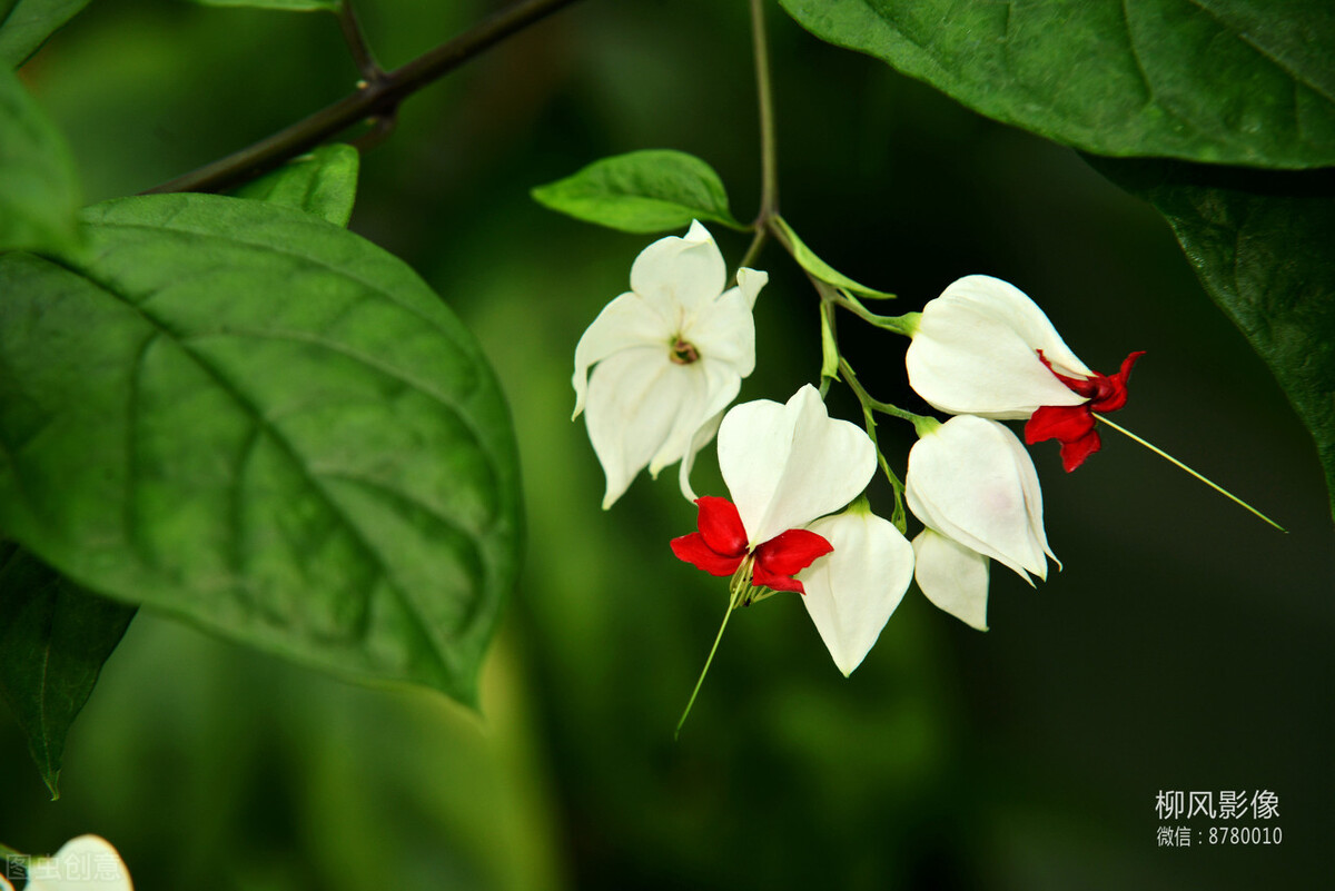 好养的植物小型图片和养殖方法,最好养的10种种植物