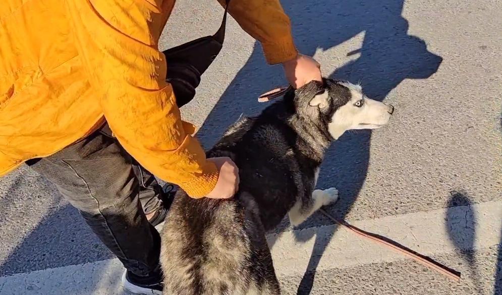 哈士奇被狗主人亲手送进狗贩子,哈士奇被狗贩子卖掉