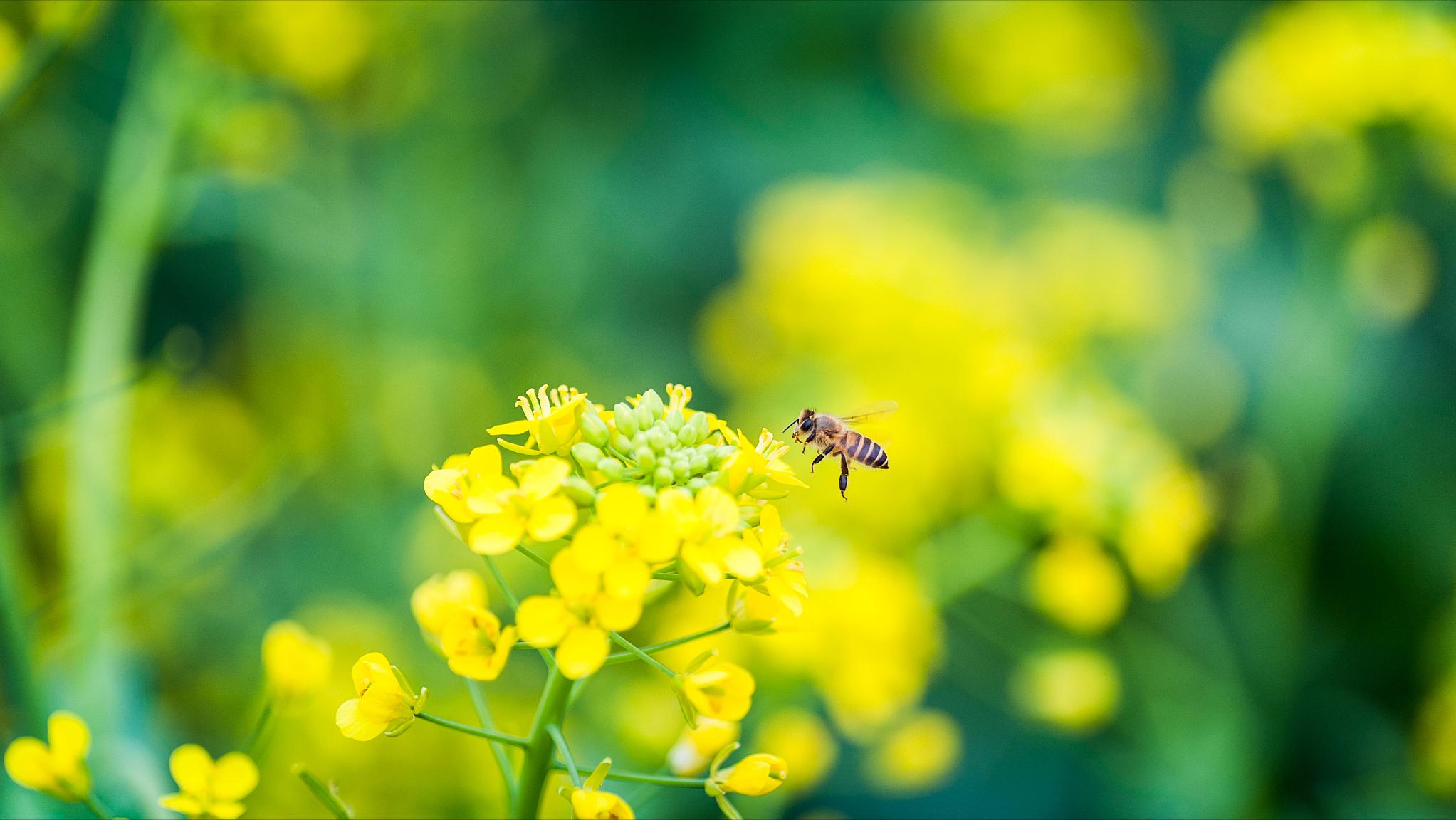 给蜜蜂喂花粉怎么喂,给蜜蜂喂食的时候怎么喂