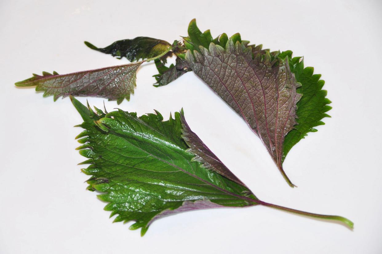 紫苏怎么样吃或泡水,紫苏是个宝给身体带来4种好处