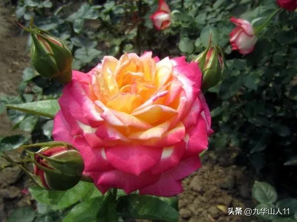 黄色系藤本月季哪个品种好,适合海南种的藤本月季品种