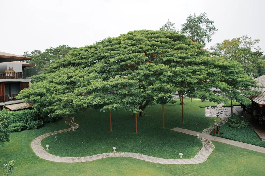 在泰国待了14天,在泰国待了60天