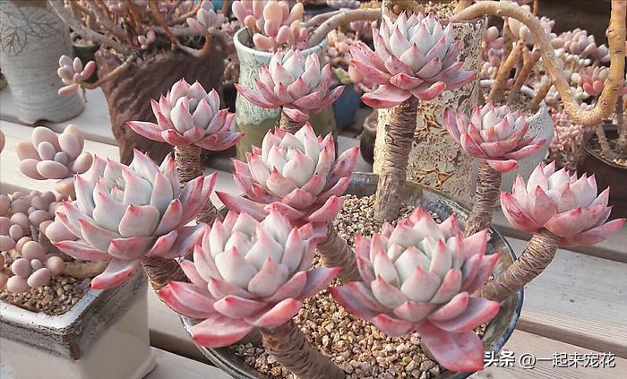 多肉粉蓝鸟怎么玩,粉蓝鸟多肉养护方法和技巧图解
