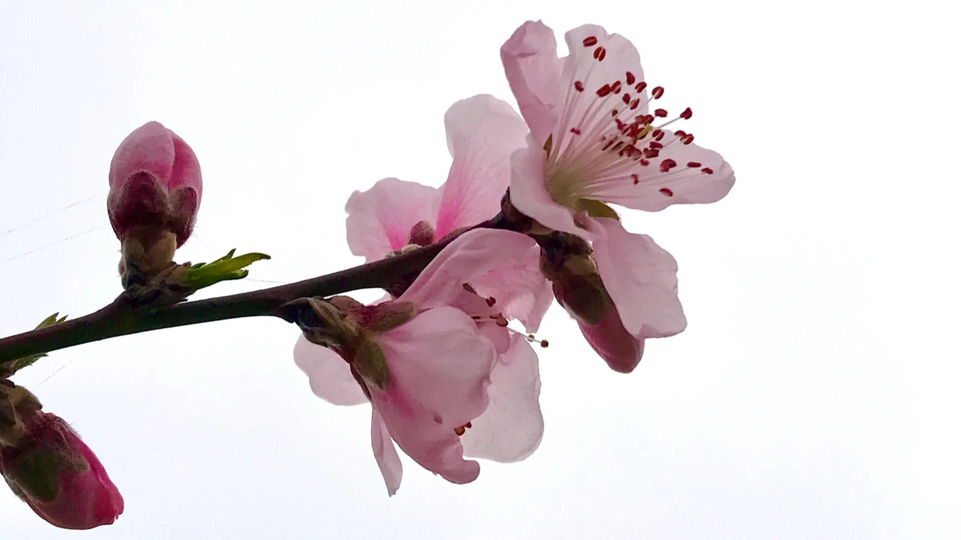 桃花的寓意是什么,桃花的诗句唯美句子