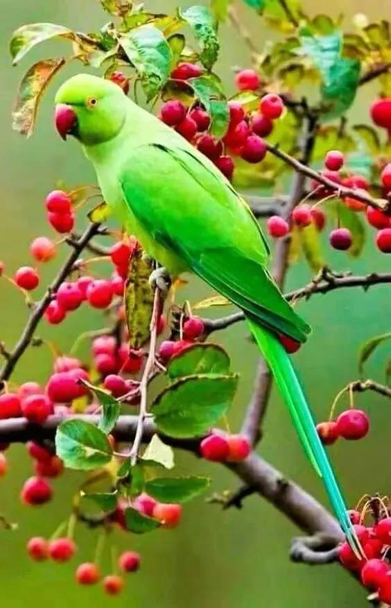 奇怪的小鸟视频,稀奇古怪的鸟