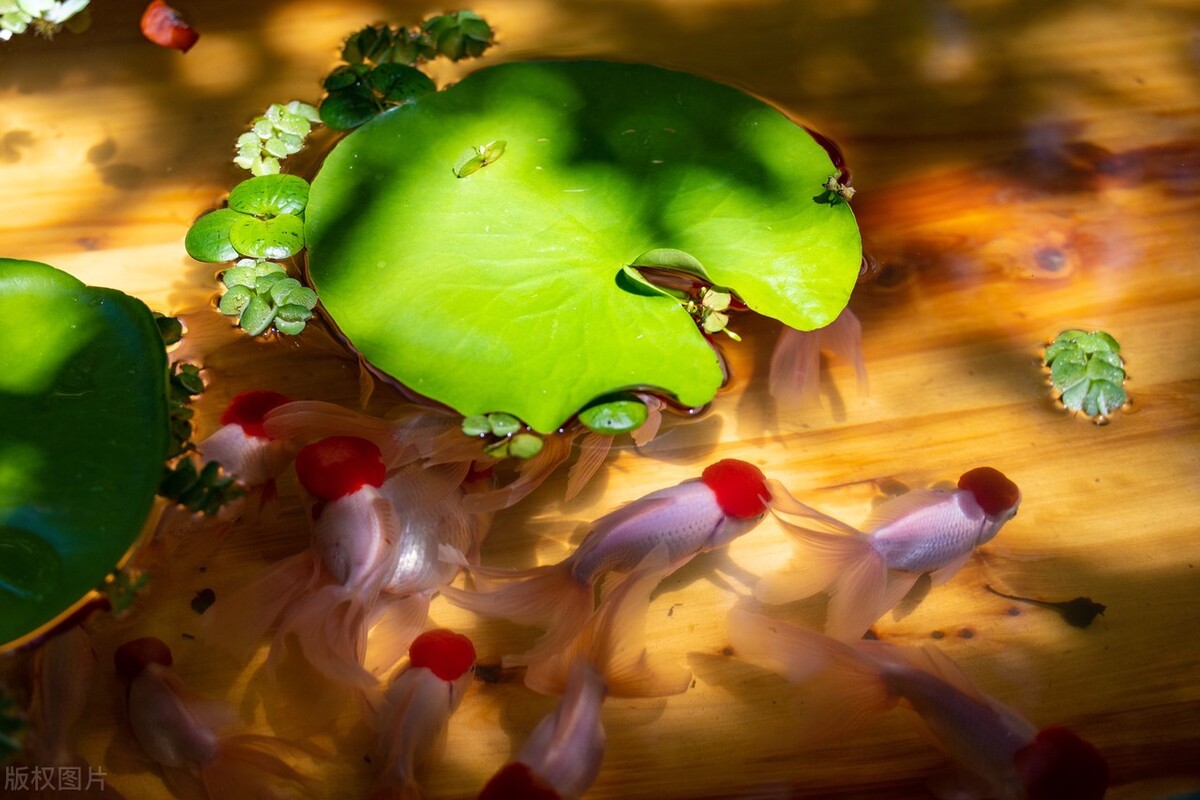 金鱼好养吗养金鱼的注意事项,金鱼怎么养才能养好不生病