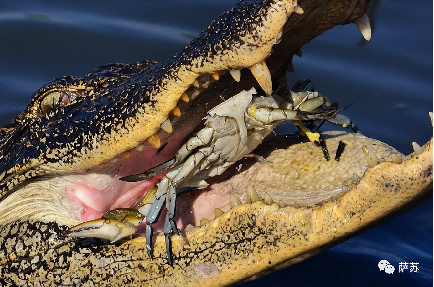 韩愈是怎么赶走鳄鱼的,韩愈写给鳄鱼的话