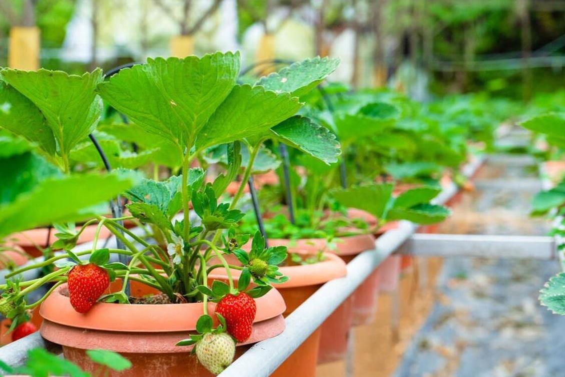 夏天有吃不完的时令水果,夏天过夏必备食物